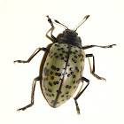 Pleasing Fungus Beetle