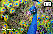 Peacock HD Wallpapers New Tab Theme small promo image