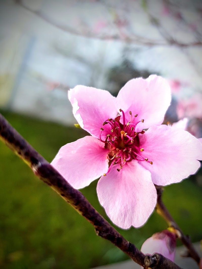 Primi fiori di steconte