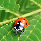 Seven-Spotted Ladybug