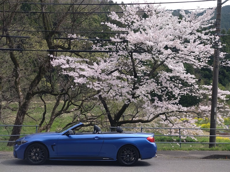4シリーズ カブリオレのサクラと愛車に関するカスタム事例の投稿画像1枚目
