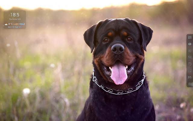 Rottweiler HD Wallpapers - Custom New Tab