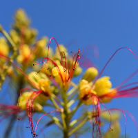 Fiori d'artificio di 