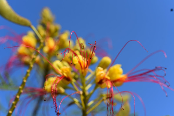 Fiori d'artificio di Ilaria Bertini