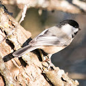 Black-capped Chickadee (photo-bombing female Northern Cardinal)