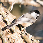 Black-capped Chickadee (photo-bombing female Northern Cardinal)