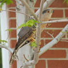 Cooper's Hawk