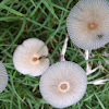 Pleated Inkcap Fungi