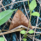 Noctuoid Moth