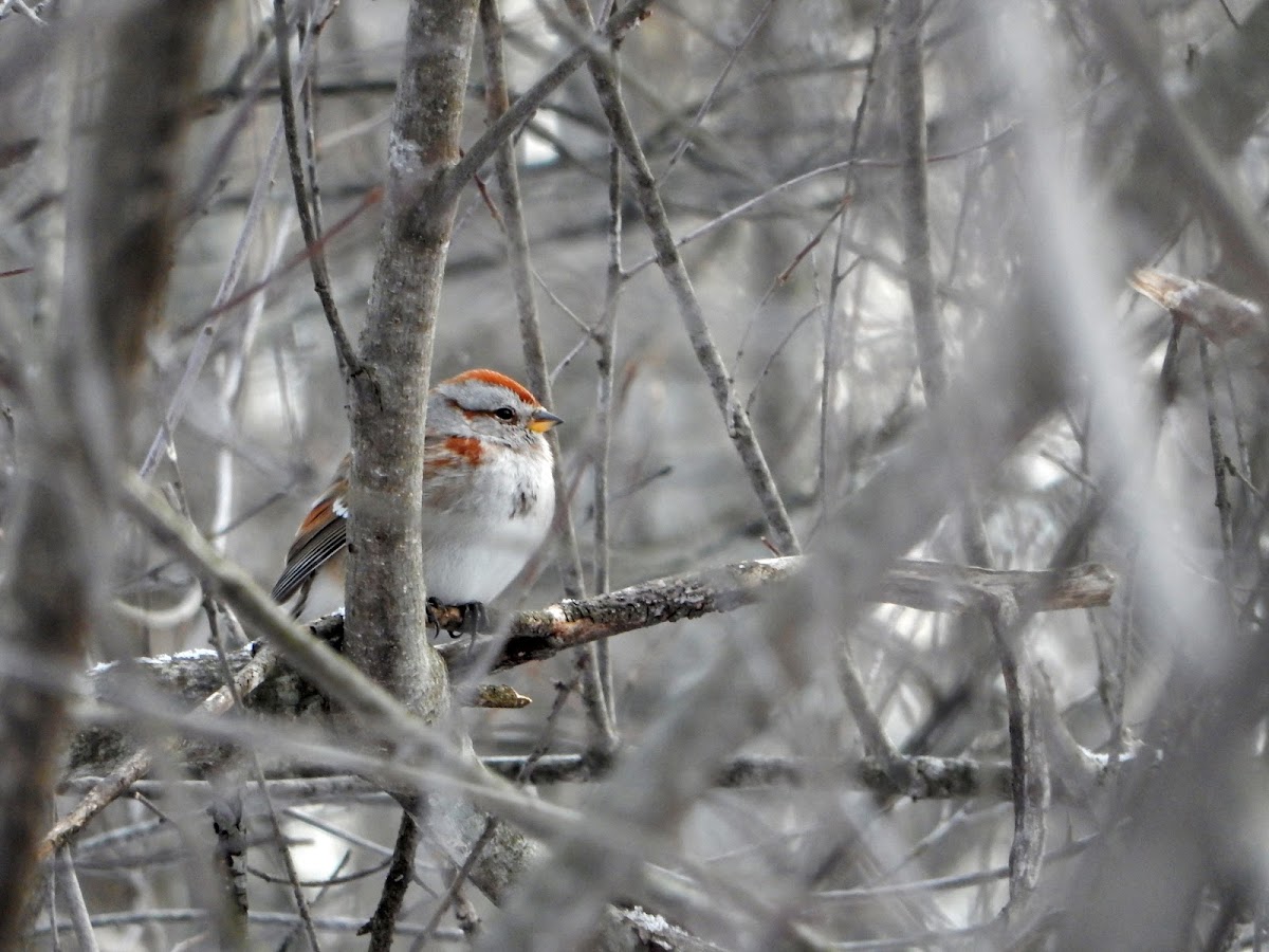 American Tree Sparrow