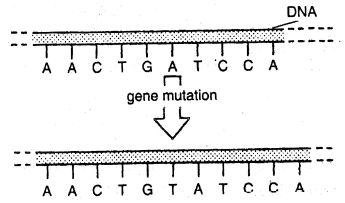 Mutation