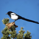 Black-billed Magpie