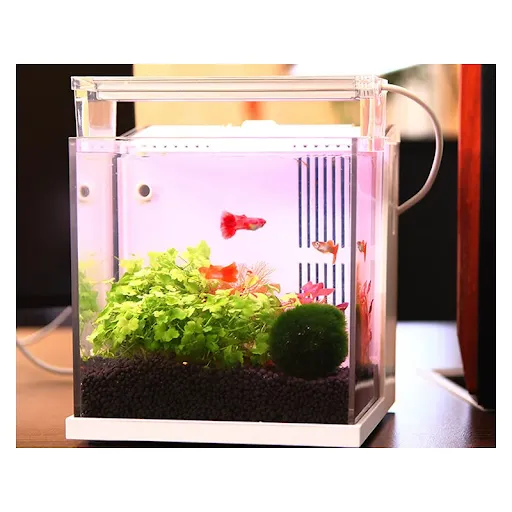 Desktop Fish Tank BL-150C Back Filter Aquarium Freshwater Seawater Version