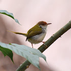 Common tailorbird