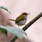 Common tailorbird