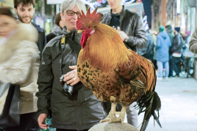 Senti gallo... di Concetta Caracciolo