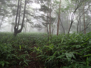 延々と続く笹原