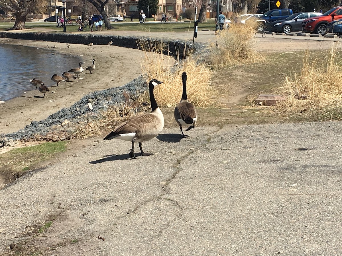 Canada goose