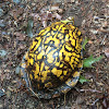 Eastern box turtle