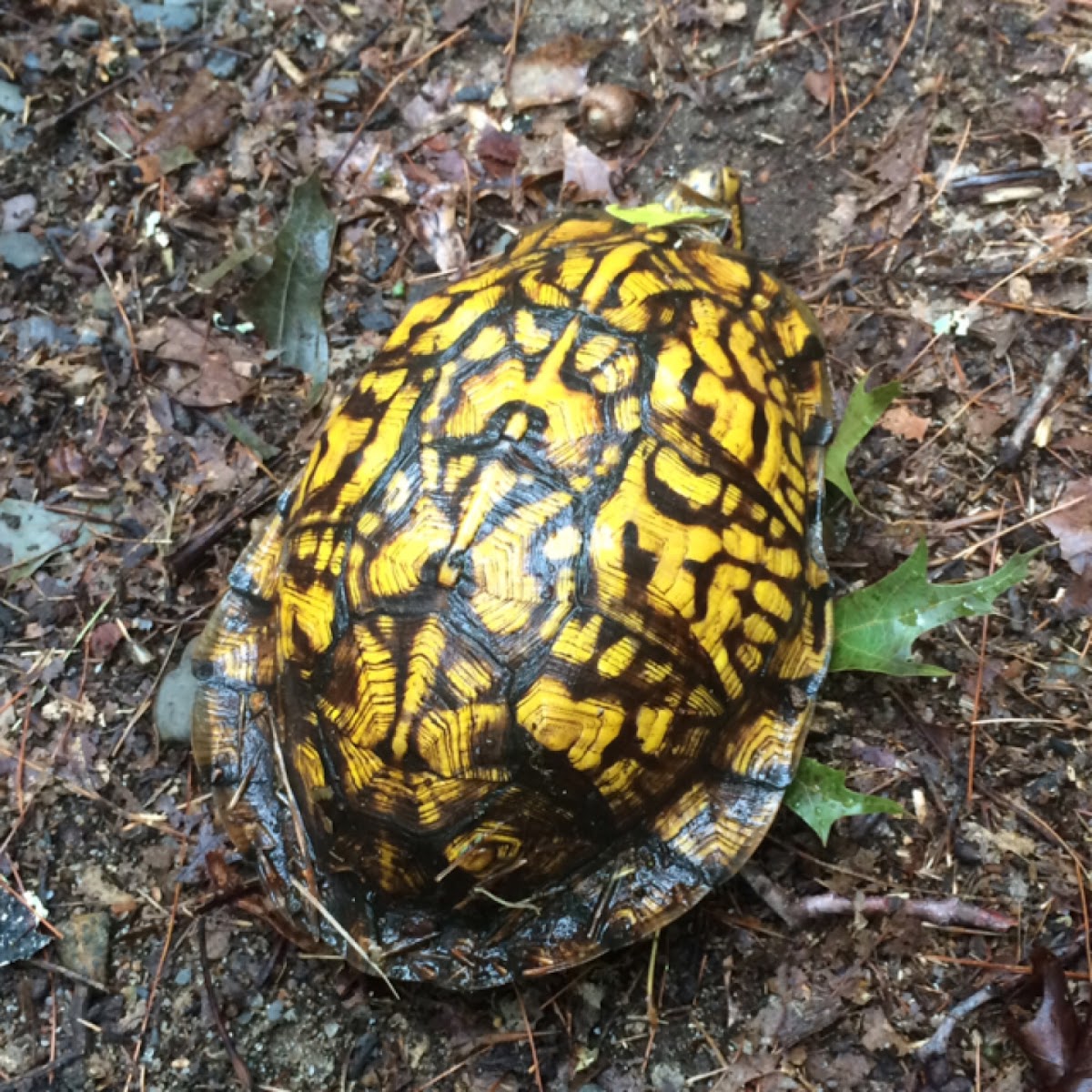 Eastern box turtle