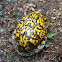 Eastern box turtle