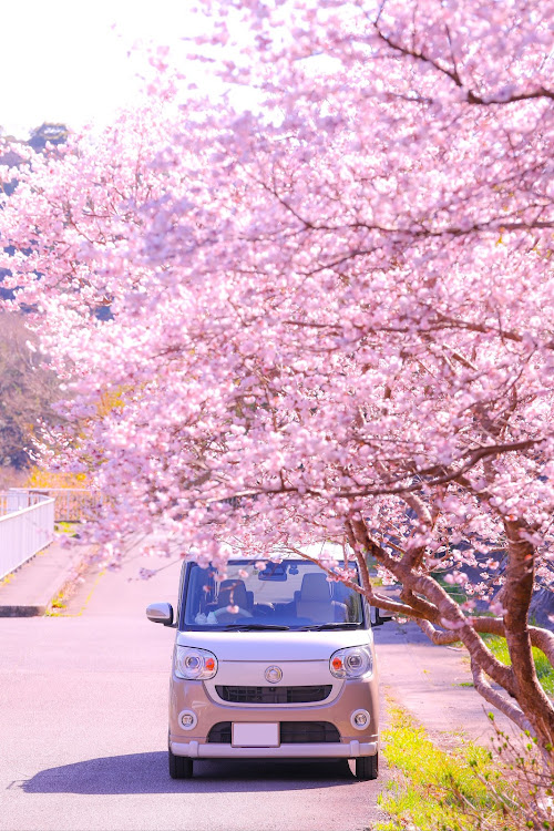 ムーヴキャンバスのムーブキャンバス・車と風景・ドライブ・桜とコラボ・桜に関するカスタム事例の投稿画像1枚目