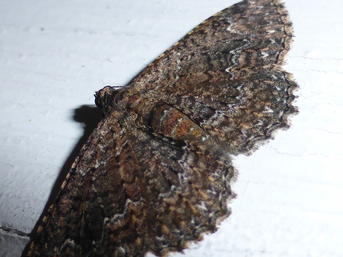 Somber Carpet Moth