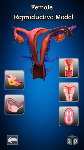 Female Anatomy  Woman Body Visualizer
