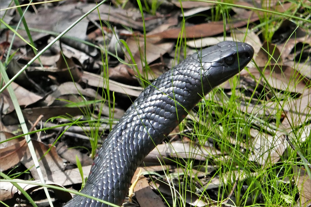 Red-bellied Black Snake