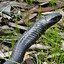 Red-bellied Black Snake