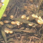 Freshwater Seed Shrimp