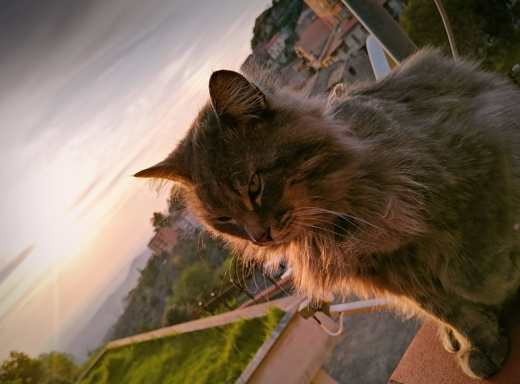 Il mio gatto al tramonto  di alessandra_fina