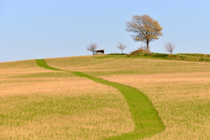 Sentiero nel grano di ciubecca