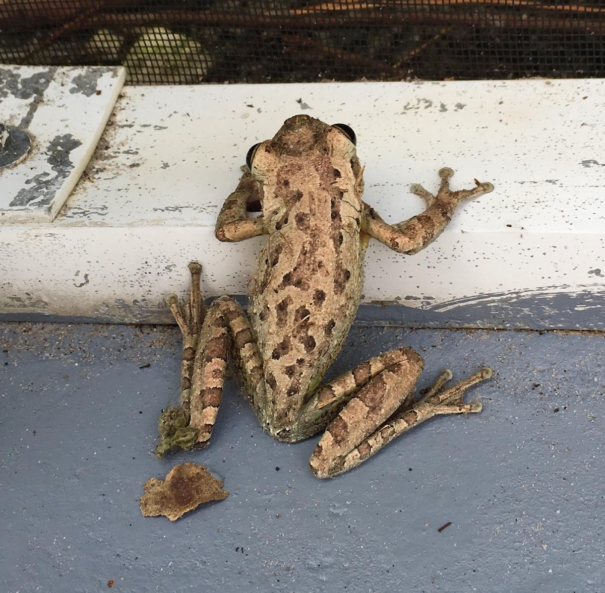 Cuban Tree Frog