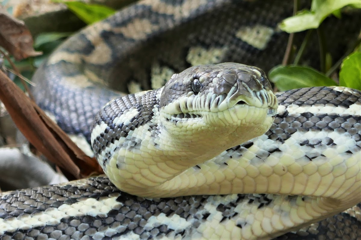 Coastal Carpet Python