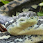 Coastal Carpet Python