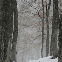 Su le soglie del bosco di 