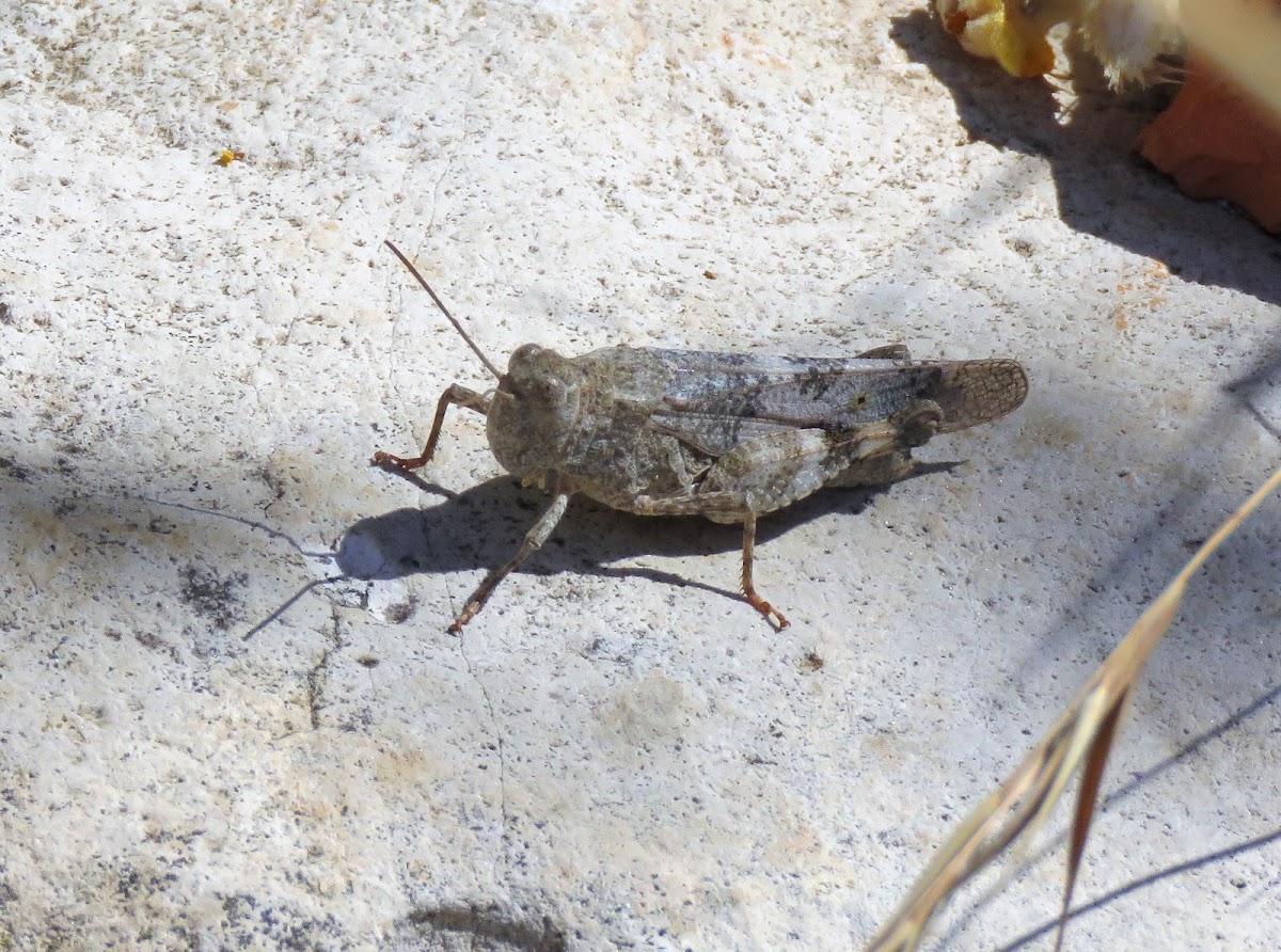 Red-winged Grasshopper