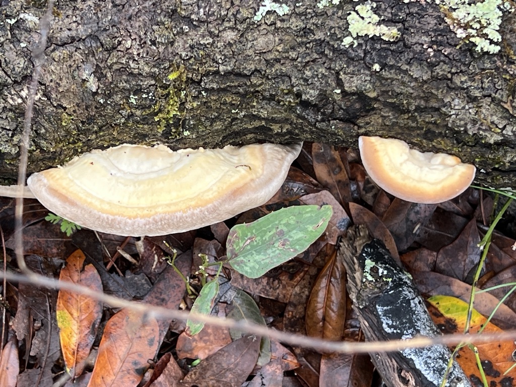 Bracket Fungi