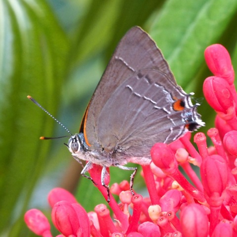 Royal Hairstreak