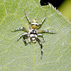 Jumping Spider