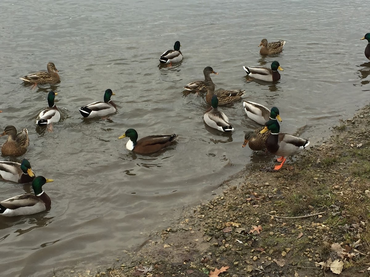 Domestic Mallard