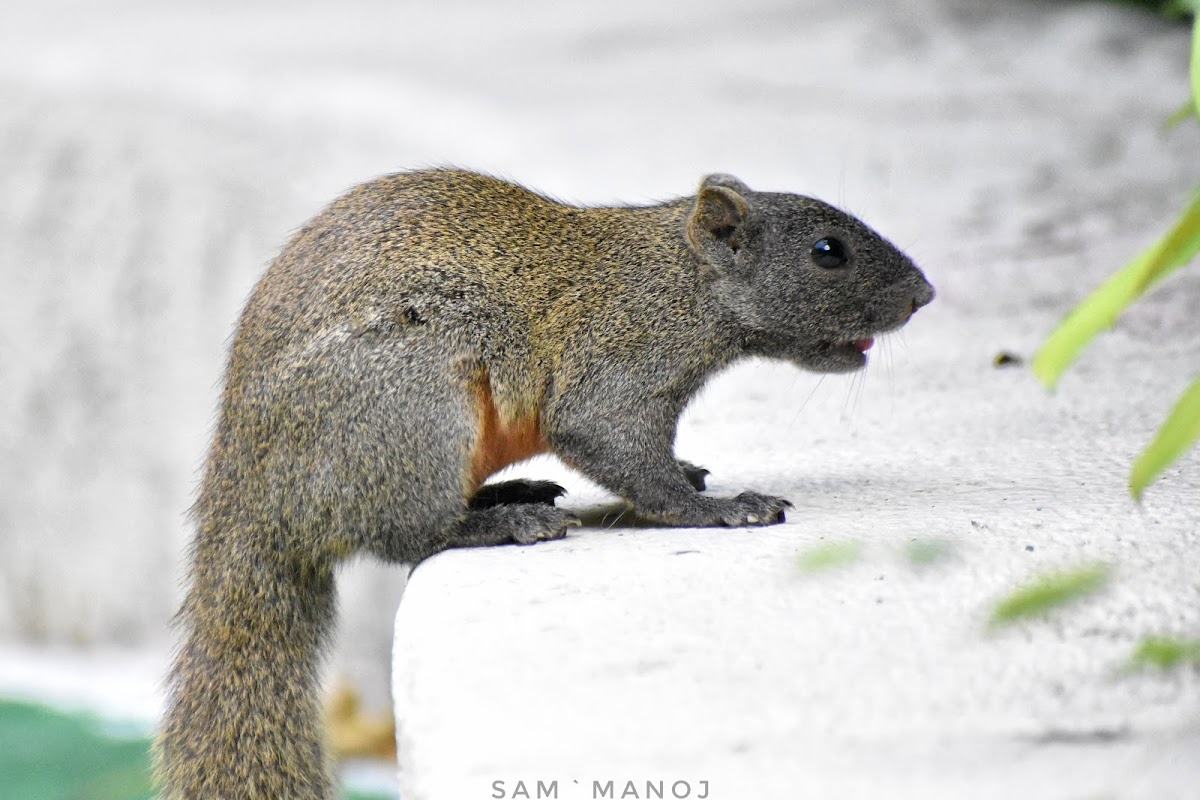 Pallas's Squirrel / Red-bellied Tree Squirrel