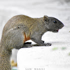 Pallas's Squirrel / Red-bellied Tree Squirrel