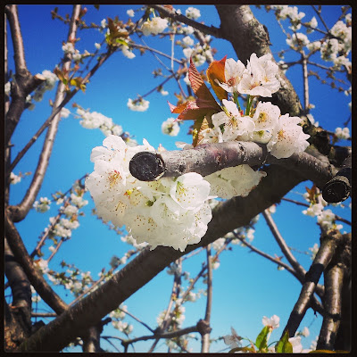 Ciliegio in fiore di Fede_art