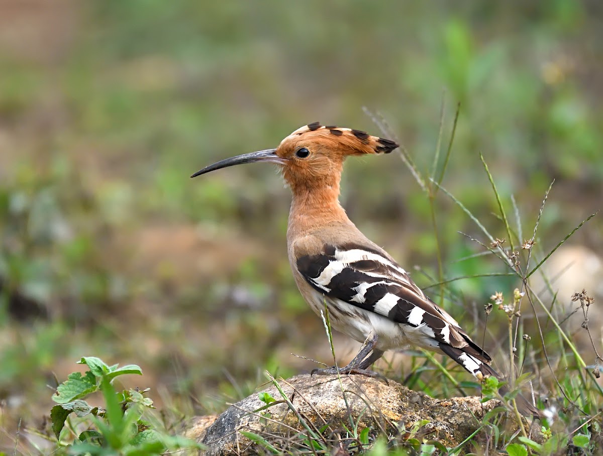 Commn Hoopoe