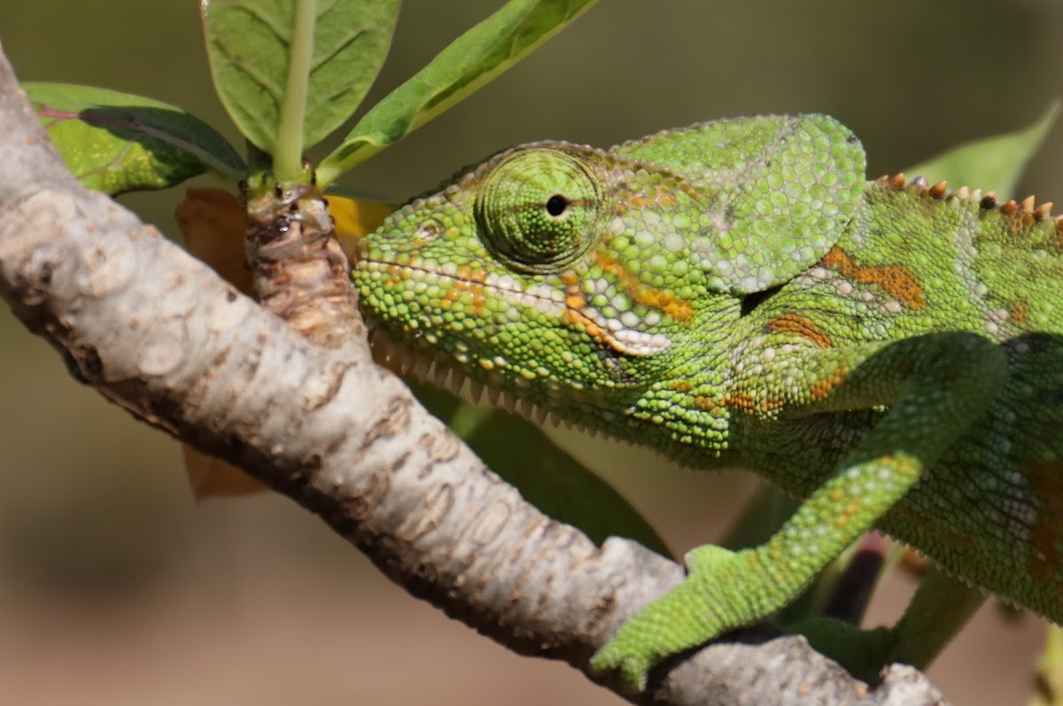 Socotra Island Chameleon