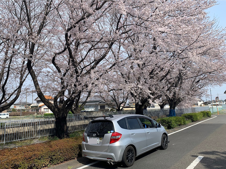 フィットの桜とコラボ・桜と愛車・フィット・ホンダに関するカスタム事例の投稿画像2枚目