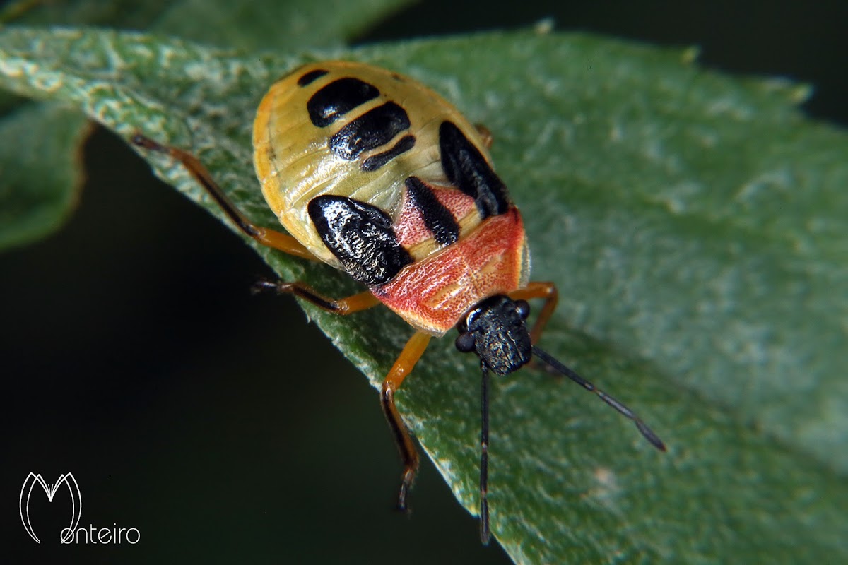 Stink bug nymph