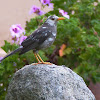 Great Thrush leucistic